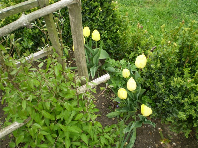 tulipan